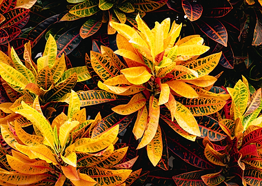 Vibrant Croton Plant Leaves