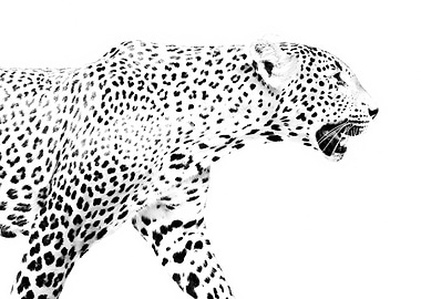 Leopard in motion, black and white