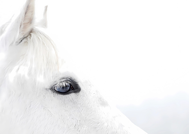 Close-up of a white horse's eye