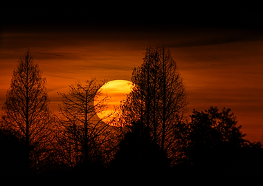 Sunset Behind Silhouetted Trees