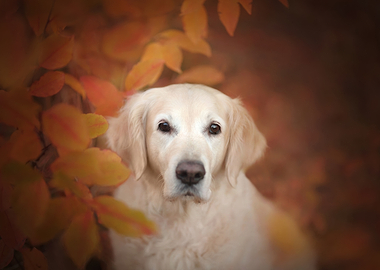 Golden Retriever in Autumn Leaves