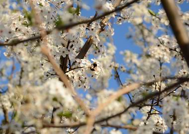 Bumblebee on a blooming tree