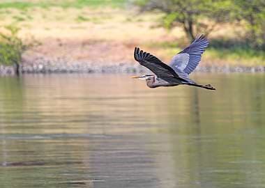 Great Blue Heron in Flight Over the River