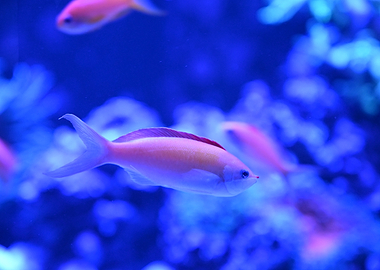Pink and Orange Fish Underwater