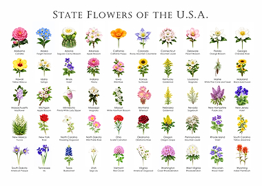State Flowers of the USA