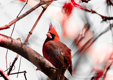 Red Cardinal on a Branch