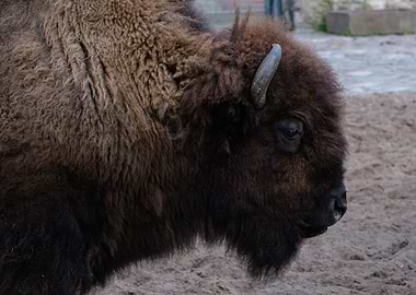 American Bison Portrait