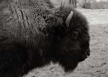 Monochrome Bison Portrait