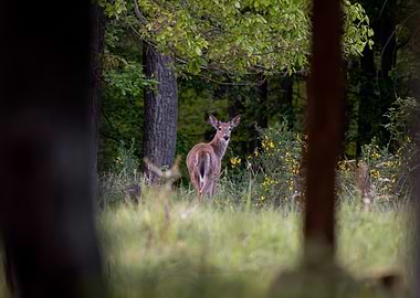 Deer in a forest clearing