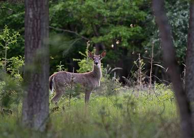 Deer in a Forest