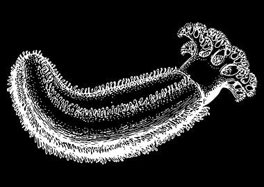 Sea Cucumber