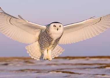 Snowy Owl in Flight