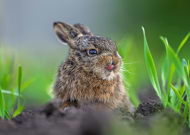 Baby Hare Peeking Out of Ground