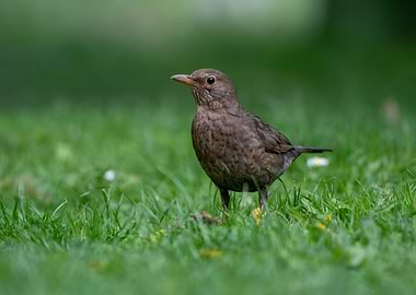 Brown bird on green grass
