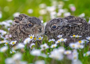 Two baby hares in daisies