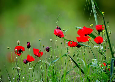Wild Red Poppies in Spring Meadow