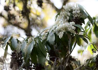 White Flowers on a Bush