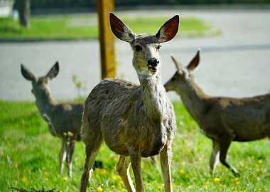 Deer in a grassy field