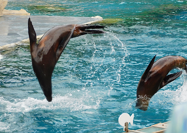 Sea lions jumping in water