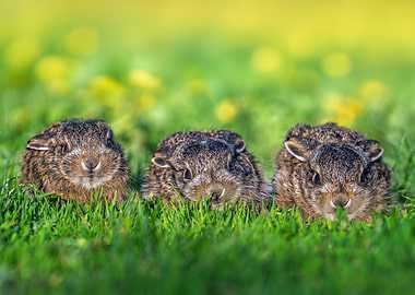 Three baby hares in green grass