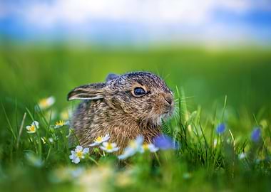 Baby Hare in a Field of Flowers