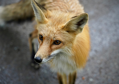Red Fox Close-up