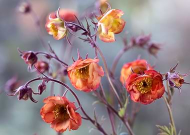 Geum flowers in bloom