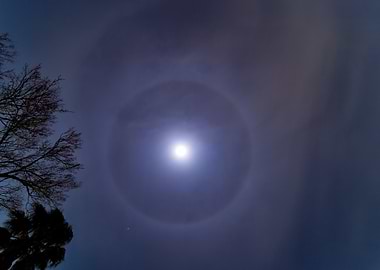 Moon Halo and Silhouette Trees
