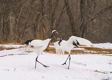 Tanch Red-crowned Cranes in Snow of Kushiro