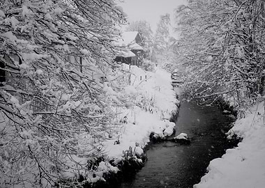 Snowy stream and trees