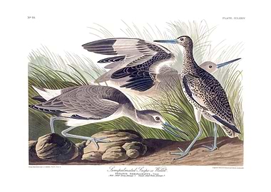 The Birds of America - Semipalmated Snipe or Willet