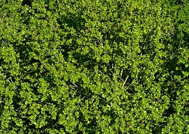 Lush Green Tree Canopy