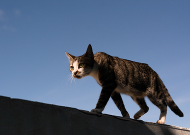 Cat walking on a wall