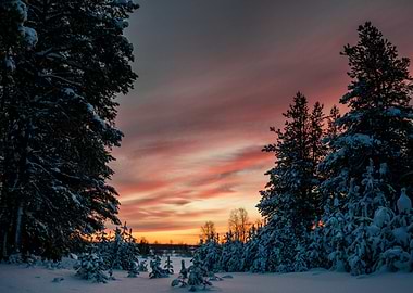 Snowy forest sunset