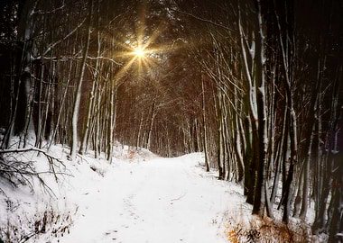 Sunlit Winter Forest Path