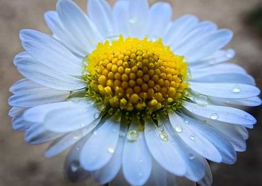 Dewdrop Daisy - Morning Freshness