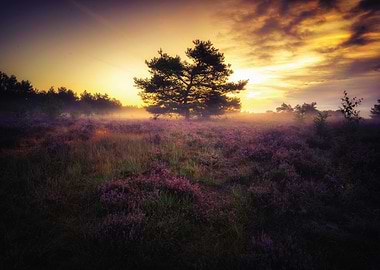 Misty Heather Field at Sunrise