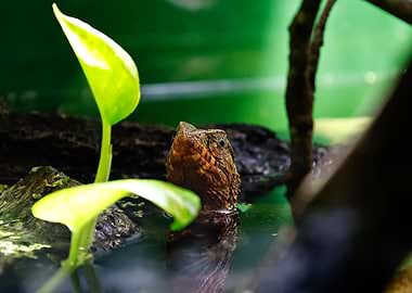 Turtle Head Emerging from Water