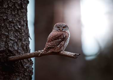Small owl perched on a branch
