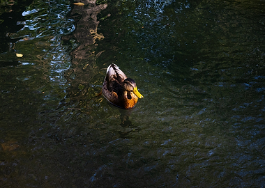 Mallard Duck Swimming in Dark Water