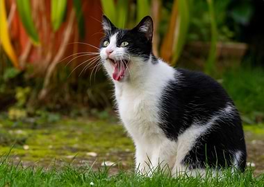 Black and white cat yawning outdoors