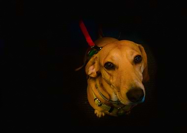 Dachshund looking up