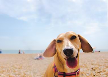 Happy Dog on a Beach