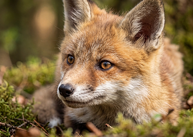 Close-up of a young fox in moss