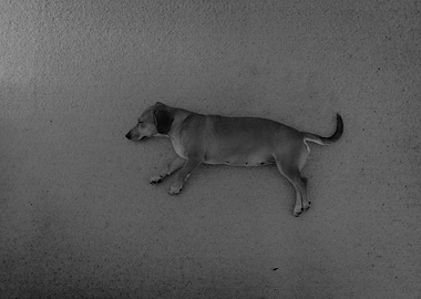 Puppy Sleeping on Carpet