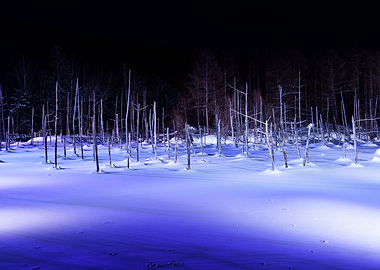 Shirogane Blue Pond Winter Illumination in Biei (Hokkaido)