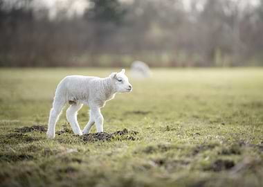 Cute Lamb Walking in a Field