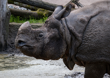 Rhino Portrait