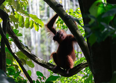 Orangutan hanging in a lush forest