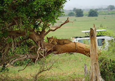 Lion Cub Resting in the Wild | African Safari